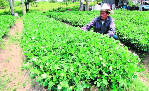 Foto: La Prensa