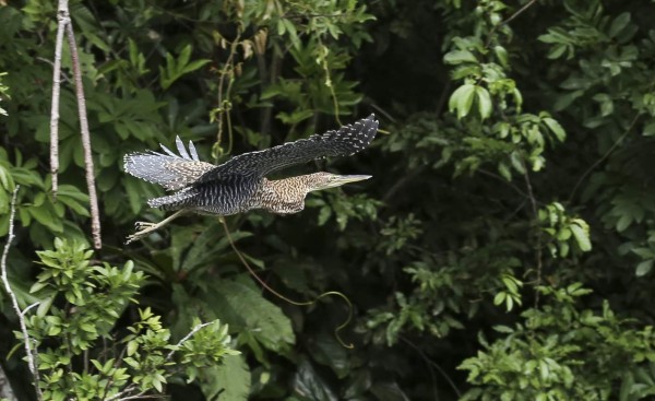 Cuero y Salado, el apasionante edén de las aves en Honduras