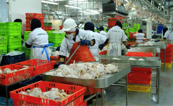 Avicultores hondureños esperan exportar pollo a Taiwán e Islas Caimán este año