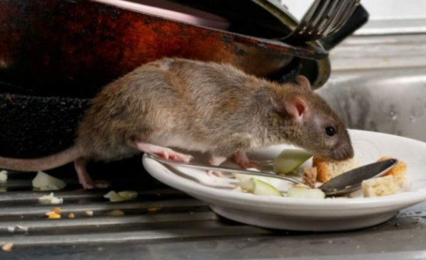 Detectan primer caso de hantavirus que afecta gravemente los pulmones