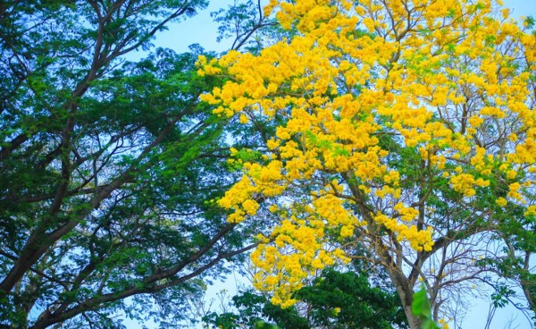 Con su espectacular floración, árboles de San Juan embellecen San Pedro Sula