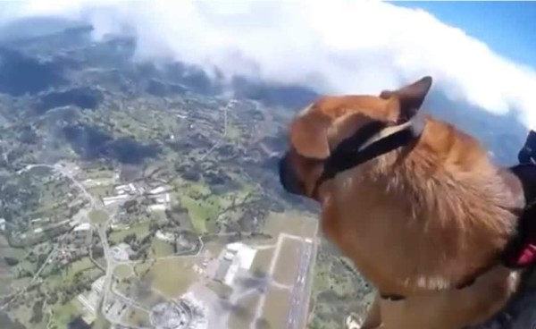 Perros paracaidistas entrenados por la Fuerza Aérea de Colombia