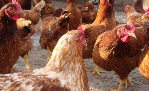 Gallinas matan a picotazos a un zorro que se introdujo en su gallinero