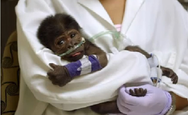 Video: Chimpancé recién nacido lucha contra una neumonía