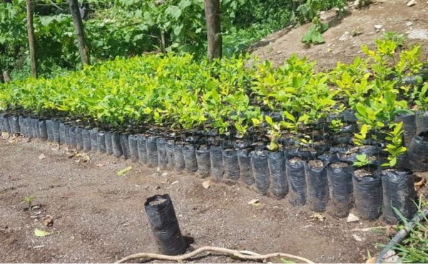 En Olancho y Colón es donde hay más plantaciones de coca