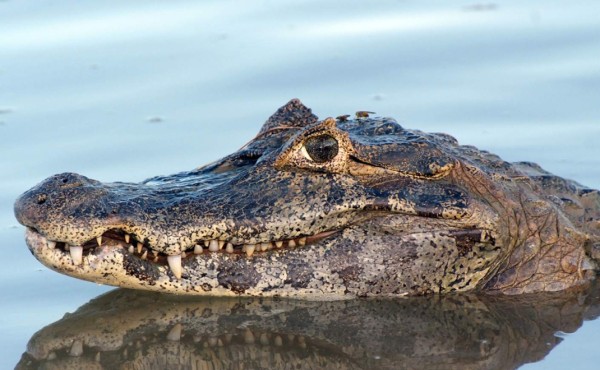 Un caimán de 2,7 metros ataca a un joven de 14 años en un lago de Florida