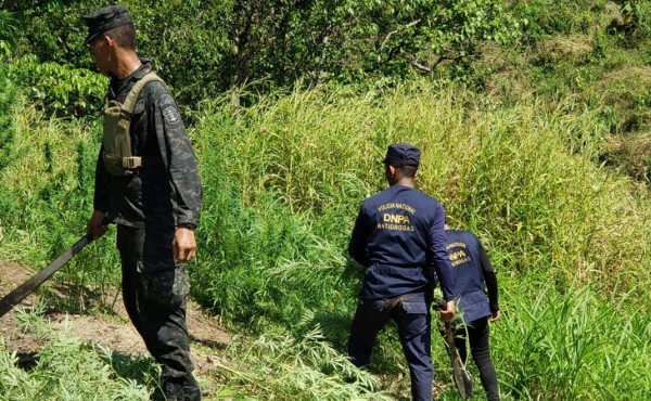 Policía de Honduras destruye 10,000 plantas de marihuana encontradas en Tocoa