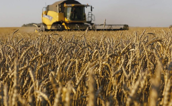 Argentina, Rusia, el dólar y el petróleo desbaratan el mercado global del trigo