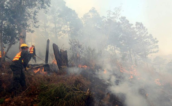 Honduras ha perdido 1,25 millones de hectáreas de bosques en casi 2 décadas