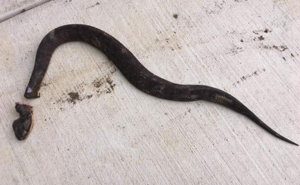 Serpiente lanza mordidas después de muerta  