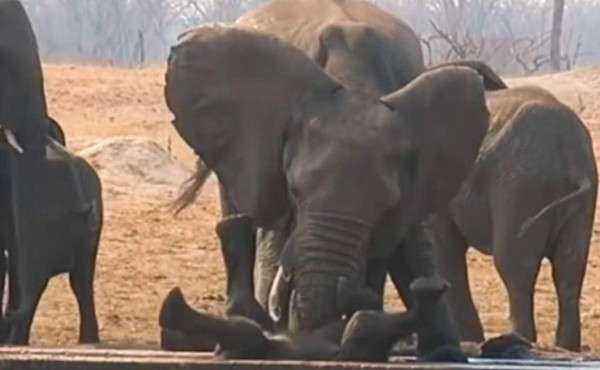 Video viral: mamá elefante se niega abandonar a su cría y lo salva de leones