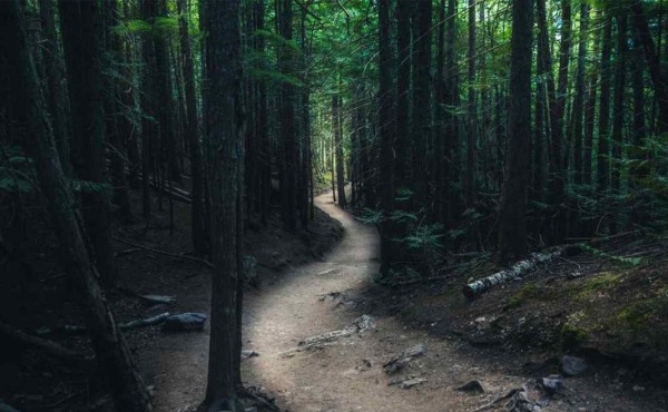 Científicos creen haber descubierto el bosque más antiguo del mundo