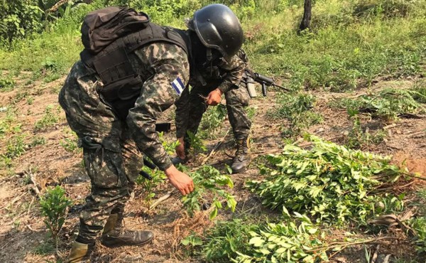 Colombianos sembraron las plantas de coca en Olancho