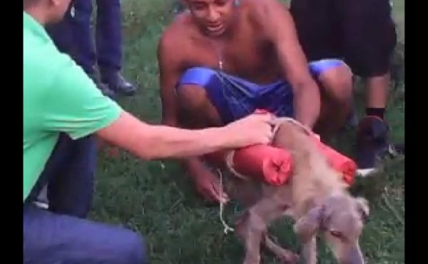 Crueldad: con morteros explotan perro en Honduras