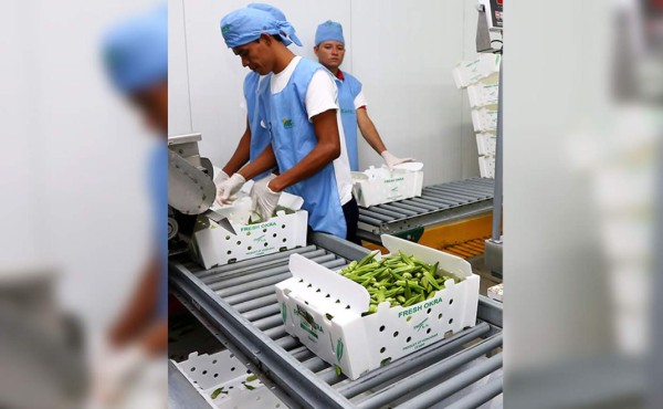 Exportaciones por L687 millones prevén productores de okra