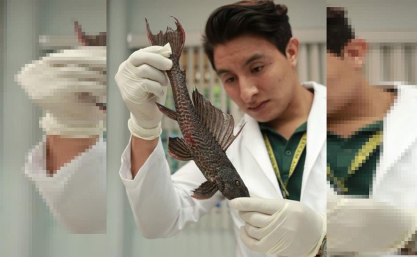 Biólogos de Unah-vs buscarán más ejemplares del pez diablo