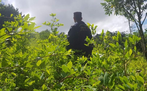 Destruyen plantación de 100,000 hojas de coca incautada en Iriona, Colón