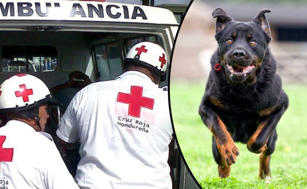 Mujer llegó a cobrar dinero y fue recibida con tres perros rottweiler