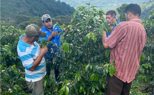 Cadelga, el aliado perfecto para los productores de café
