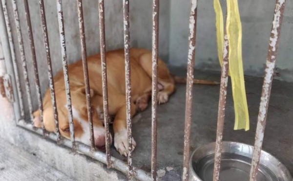 Aumenta abandono de mascotas en San Pedro Sula