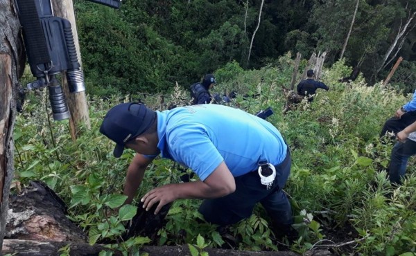 Hallan sembradío con más de 50.000 plantas de marihuana en Honduras