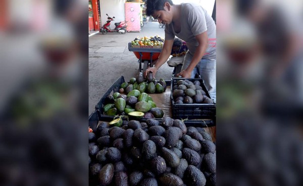 Kuwait busca exportadores de aguacate hondureño