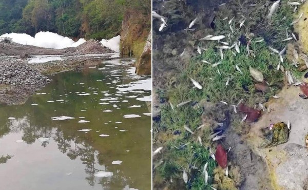 Desastre ambiental: cientos de peces muertos en río Tiste de Copán