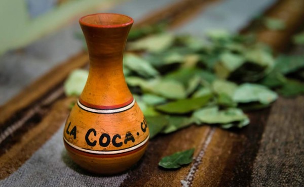 Casi la mitad de los bolivianos mascan hoja de coca, según una encuesta  
