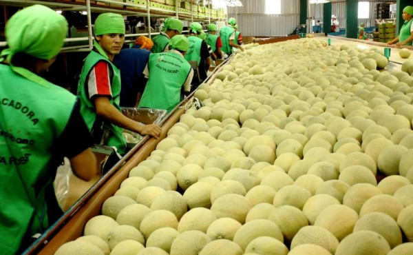 Honduras a punto de certificarse para exportar melón a Chile