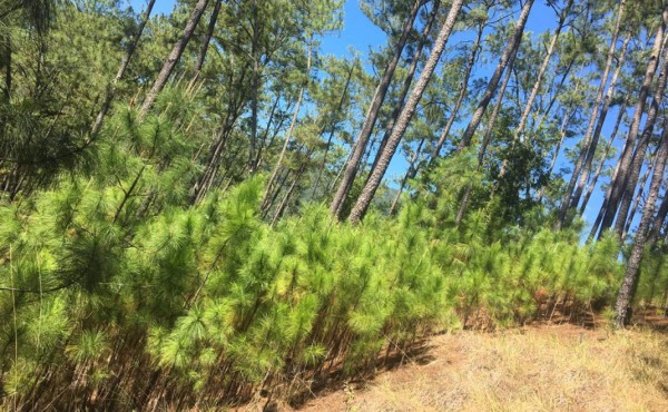 El ICF certificará bosque recuperado en El Merendón