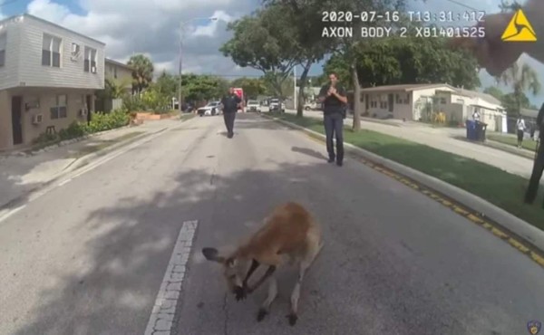 Un hombre enfrenta cargos por dejar un canguro suelto en Florida