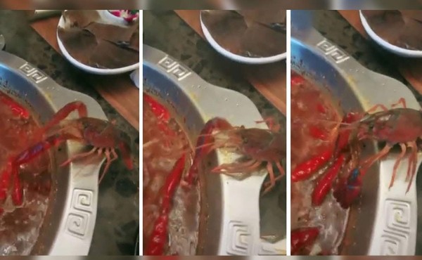 Dramático video de crustáceo intentando salvar su vida