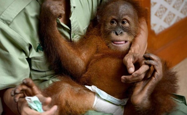 Bon Bon, el bebé orangután hallado en una maleta en Indonesia regresará a la naturaleza