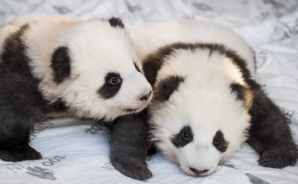 Meng Yuan y Meng Xiang: Zoológico de Berlín presenta a dos bebés pandas gemelos