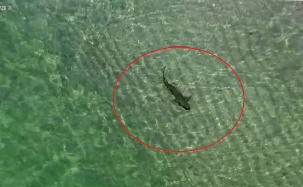 Video: Grupo de tiburones avistado cerca de la orilla en apertura de playa en Miami