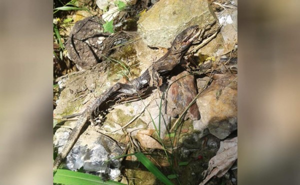 Reptil deja sin energía a gran parte de Chamelecón