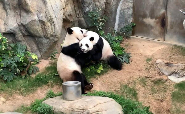 Gracias al confinamiento, dos pandas de Hong Kong al fin se aparean