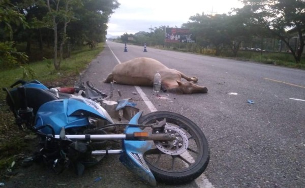 Dos hombres y una mujer que viajaban en una moto se salvan de morir al chocar con caballo