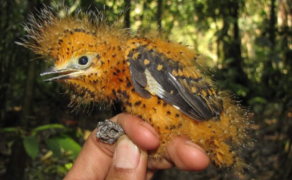 Polluelo se 'camuflajea' como oruga venenosa para sobrevivir en la Amazonía