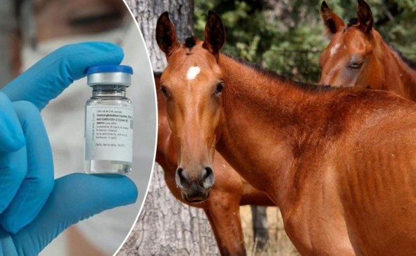 Plasma de caballos, el tratamiento que Costa Rica desarrolla contra la Covid-19