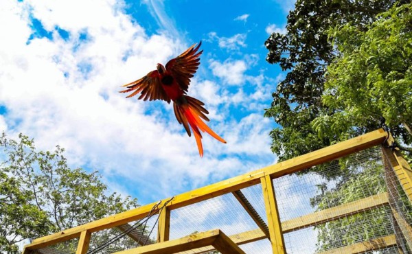 Liberan ocho guacamayas rojas, ave en peligro de extinción en Honduras  