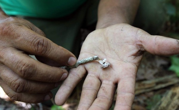 Un 45% del bosque de pino en riesgo por el gorgojo