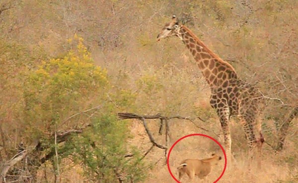 Video viral: jirafa se salva de ser devorada por feroces leones