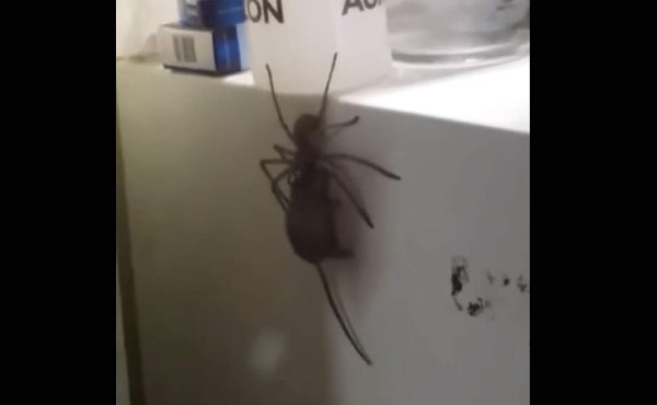 Se ve la increíble fuerza con la que la araña intenta arrastrar a su víctima por la cabeza.