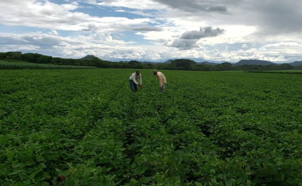 Productores valoran productos y asistencia técnica de Cadelga