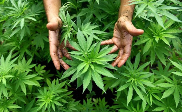 Colombia apunta a la marihuana para crear empleos rurales