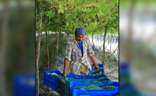 Honduras, líder en envío de vegetales orientales en Centroamérica