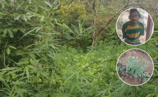 Lo capturan con 200 plantas de marihuana en Santa Bárbara