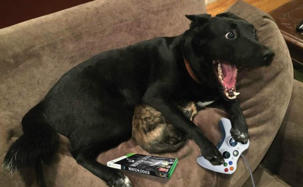 Los videojuegos ayudan a los perros a mantenerse activos mentalmente