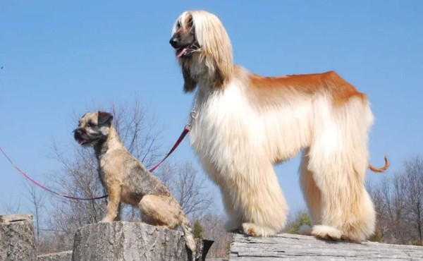 Las razas de perros más caras del mundo